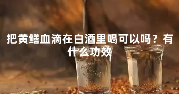 把黄鳝血滴在白酒里喝可以吗？有什么功效