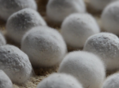 酒曲中主要微生物的分离及鉴定怎么做，三分钟告诉你