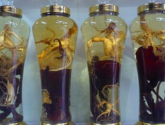 鹿茸100克放多少白酒，饮用鹿茸酒要注意什么