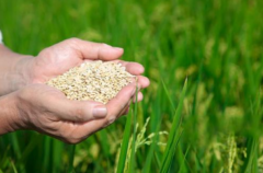 粮食多少钱一斤，粮食价格受到什么因素影响