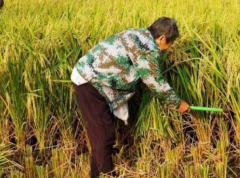 粮食报价软件 让你时刻关注市场动态